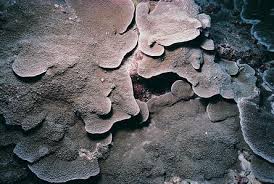 Image result for Subularia monticola