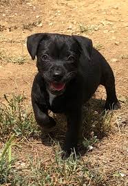 They are also gaining recognition as a. Deadgame Patterdale Terriers