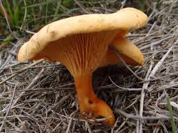 Image result for Hyparrhenia gazensis