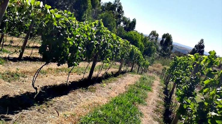 De vinícolas e queijarias a fazendas históricas, Goiás oferece experiências de turismo rural que combinam gastronomia, natureza e tradição | Foto: divulgação