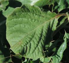 Image result for Achyranthes