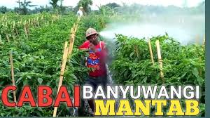 Salam petani nusantara.baik sahabat petani dimanapun berada kali ini lanjut lg kita ke petani cabe cara menanam cabai agar. Petani Cabe Masih Pemula Tapi Hasil Cabe Melimpah By Nardy Shu