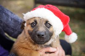 Dogs are scavenging carnivores which means that they prefer meat and that their bodies are biologically adapted to deriving nutrition. 5 Ways To Prevent Holiday Dangers For Dogs Hastings Veterinary Hospital