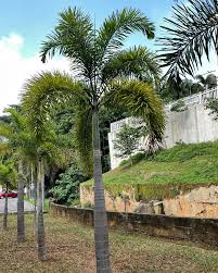 Image result for Wodyetia bifurcata