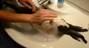 relaxing and bathing in the sink