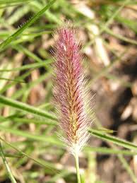 Image result for Cenchrus geniculatus