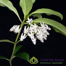Image result for hoya multiflora