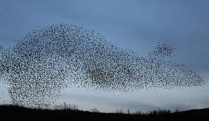 نتیجه جستجوی لغت [flock] در گوگل