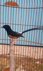Murai batu medan adalah brand ambassador murai batu khas indonesia. Jual Burung Murai Batu Murah Siap Kontes Usaha Jasa Agen Murai Batu Terbaik Wa 0823 4988 8472 Kanal Bisnis