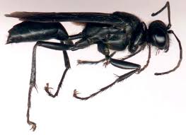 Résultats de recherche d'images pour « GUEPES NOIRE PHOTO »