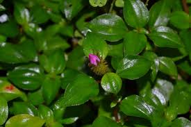 Image result for Dissotis alata