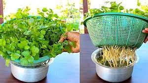How to grow coriander at home without soil | grow coriander or dhaniya in pot : Pin On Gardening