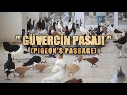 10 Odali Guvercin Pasaji Her Irktan Guvercin Murat Sozmen Tamer Yigit Youtube