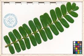 Image result for Peltophorum pterocarpum