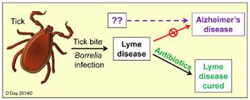 Study Disproves Link Between Lyme Disease And Alzheimer S Journal Of Alzheimer S Disease