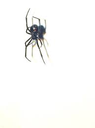 Big Black And White Spider Texas Crowma Black Widow Spider Spider Black Widow