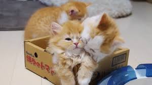 If you think things have gotten out of hand, i would not break it up by getting in the middle of it. Too Much Too Much Too Much Daily Squee Cute Animals Cute Baby Animals Cute Animal Pictures Animal Gifs Gif Animals