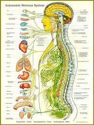 Spinal Adjustments To Increase Strength