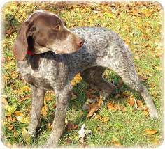 Find german shorthaired pointer puppies and breeders in your area and helpful german shorthaired pointer information. Brighton Mi German Shorthaired Pointer Meet Hutch A Pet For Adoption