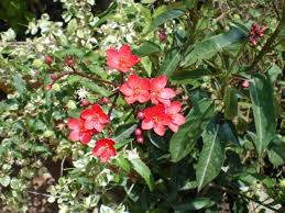 Pianta grassa con fiori rosa. Ris Jatropha Integerrima Pianta Di Sonia68 8 Arbusto Sempreverde Con Fiori Rossi Un Quadrato Di Giardino