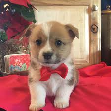 Advertise your dogs and puppies for free! Pembroke Welsh Corgi Puppies For Sale Payson Ut 321538
