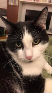 Coping with the loss of a beloved pet, sharing grief and support