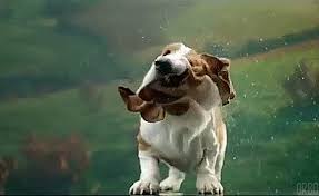 Flapping Wet Basset Hound Slo Mo Gif On Imgur The moon affects these animals, but the howl does not depend on the position of this planet. flapping wet basset hound slo mo gif