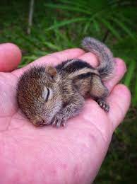 Abandoned Baby Squirrel Rescued By Filmmaker Becomes Best Friend Bored Panda