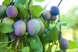 what time of year do you plant fruit trees home guides