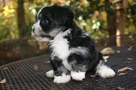 Black And White Havanese Puppy Puppy Pictures Puppy Pictures Puppies Havanese Puppies