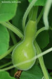 Image result for Lagenaria abyssinica