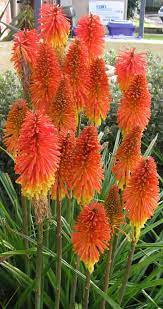 Kniphofia Also Called Tritoma Red Hot Poker Torch Lily Knofflers Or Poker Plant Is A Genus Of Flowering Plants Planting Flowers Red Hot Poker Plant Plants