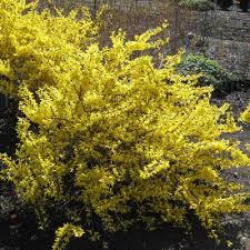 Forsythia Magical Gold Spring Hill Nursery Shrubs Forsythia