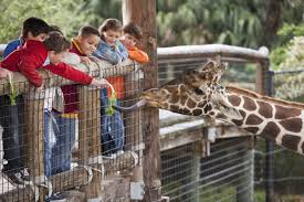 We did not find results for: Best Zoos Wildlife Parks And Petting Zoos Around Atlanta Atlanta Parent