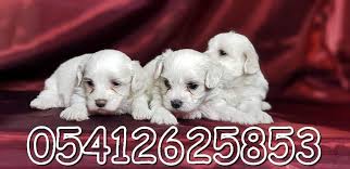 Maltese Terrier Irk Ozellikleri