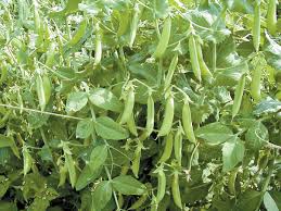 Free shipping on orders over $25 shipped by amazon Peas Are Among The Oldest Garden Vegetables Cape Gazette