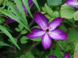 Prune back hard in late february or early march. Slideshow Name That Flowering Clematis Vine A Way To Garden