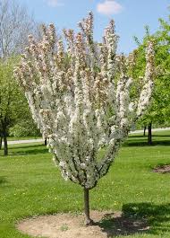Maybe you would like to learn more about one of these? Crabapples Trees On The Move