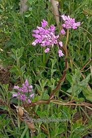 Image result for Vandellia subracemosa