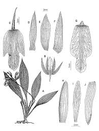 Image result for Phaius occidentalis