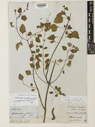 Image result for Orthosiphon thymiflorus