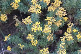 Image result for Chrysocoma obtusata