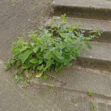 Image result for Pentarhopalopilia umbellulata