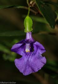 Image result for Tinnea apiculata