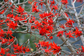 Image result for Erythrina lysistemon