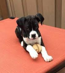 79 Black And White Boxer Puppy For Sale L2sanpiero