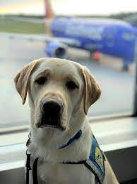 New Rules For Service And Emotional Support Animals On Planes World Airline News