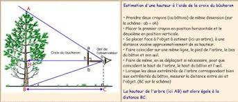 Comment Mesurer Un Arbre Krapo Arboricole
