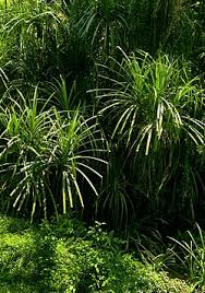 Image result for Pandanus chiliocarpus