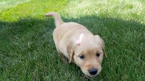 Golden retrievers are known for their gentle and friendly disposition. Rosebud Golden Retriever Puppy For Sale Ohio Youtube